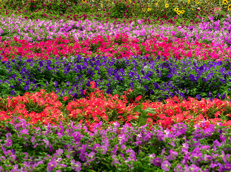 Plant Beds by Wingnut Yards