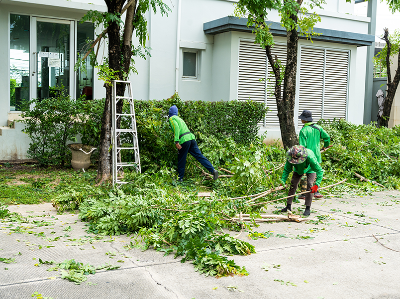Pruning Services by Wingnut Yards