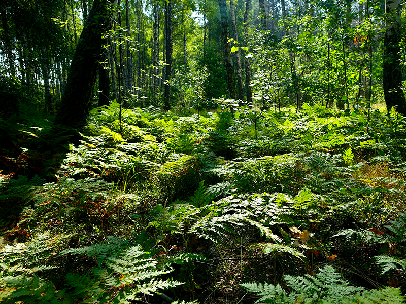 Additional Landscaping Services by Wingnut Yards