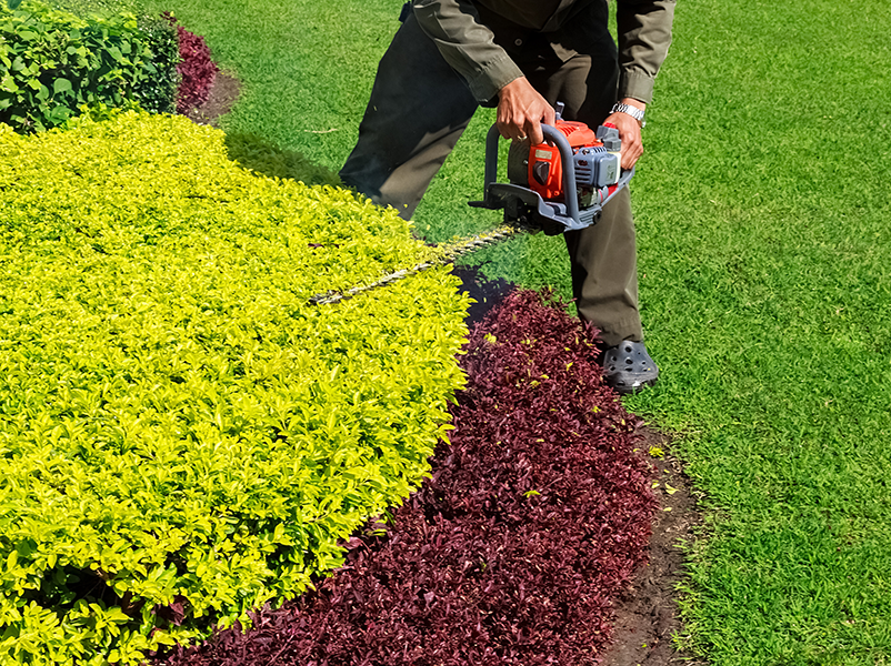 Pruning Services by Wingnut Yards